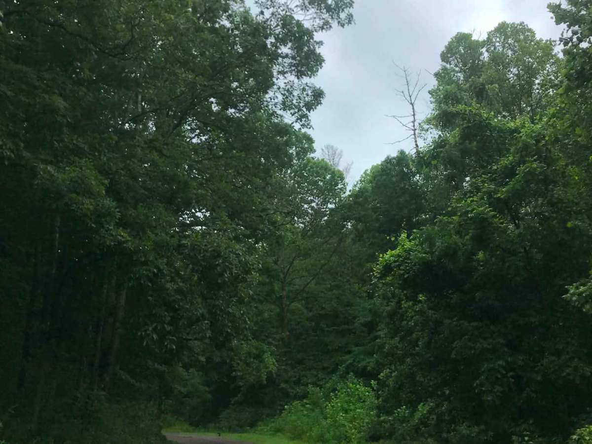 Cades Hollow photo 6