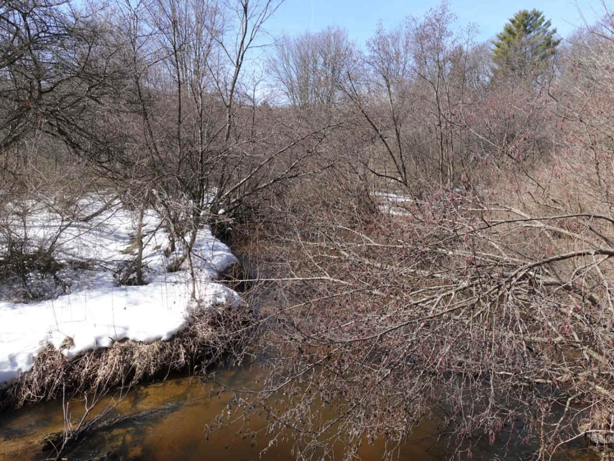 Forest Road 9219 photo 3