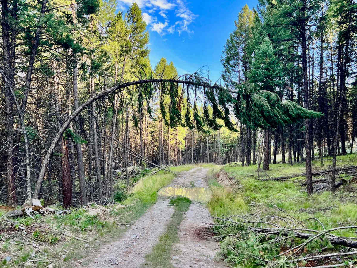 West Strauss trail photo