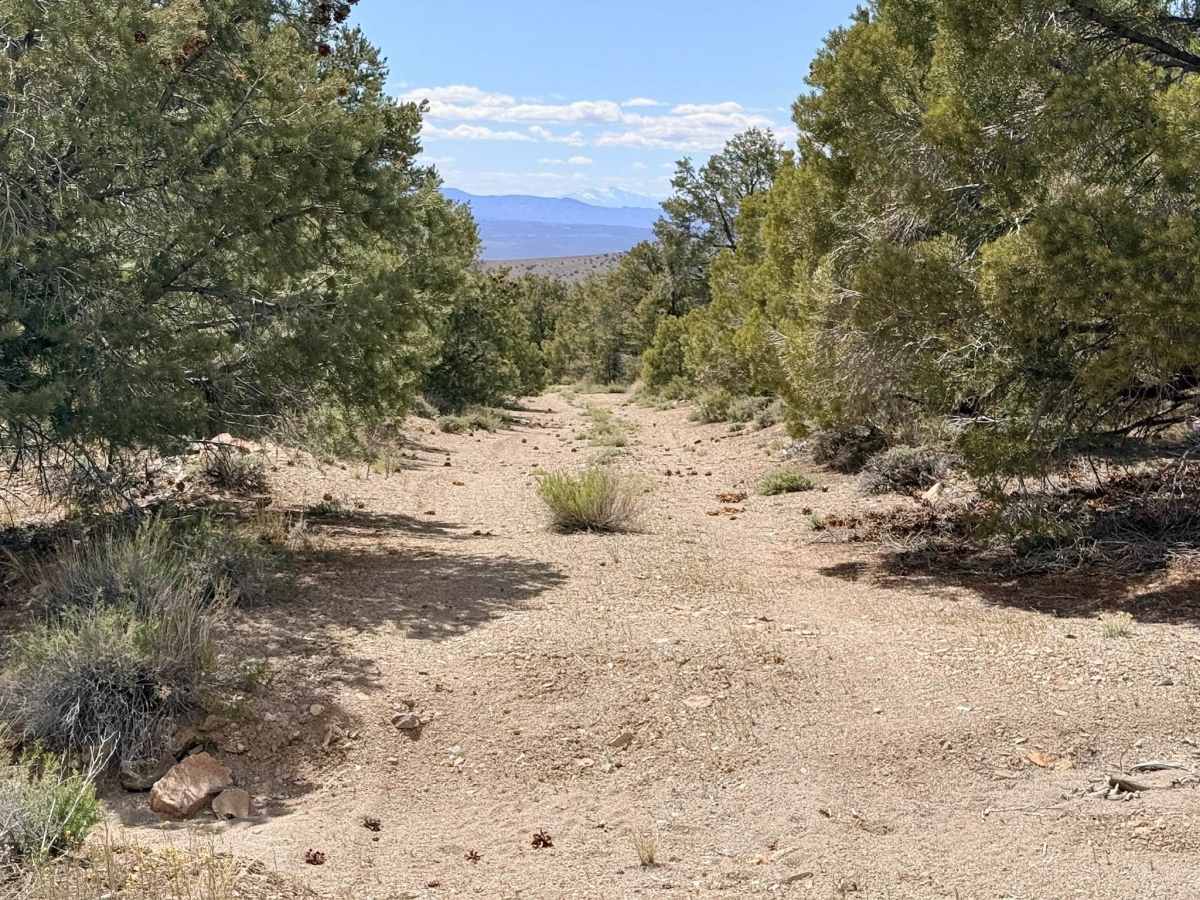 Four Mile Spring Bypass - FS 44428 photo 5