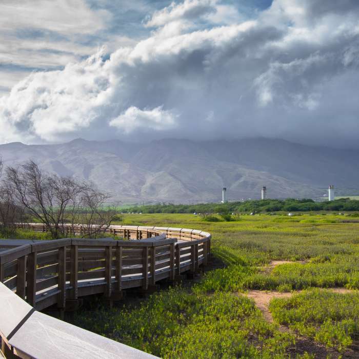 Near Kealia Coastal Boardwalk