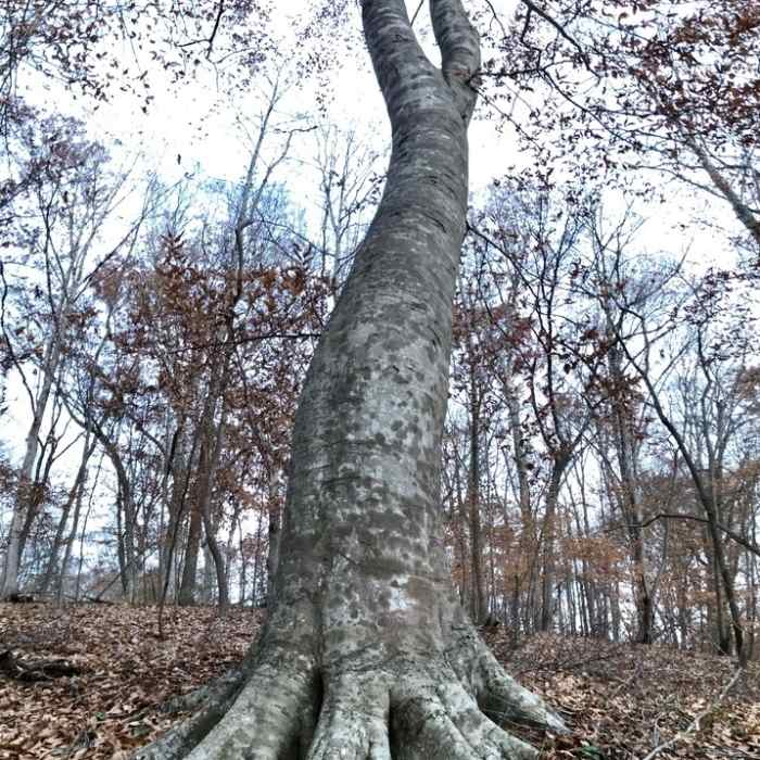 Near Haw River Trail: Saxapahaw Section