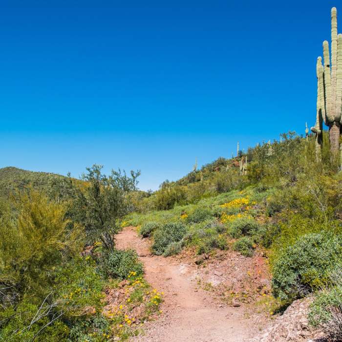 Near Pipeline Canyon Trail