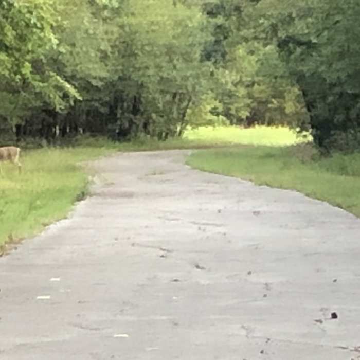 Near Herb Beattie Trail