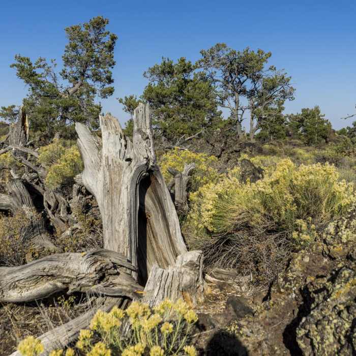Near Devils Orchard Trail