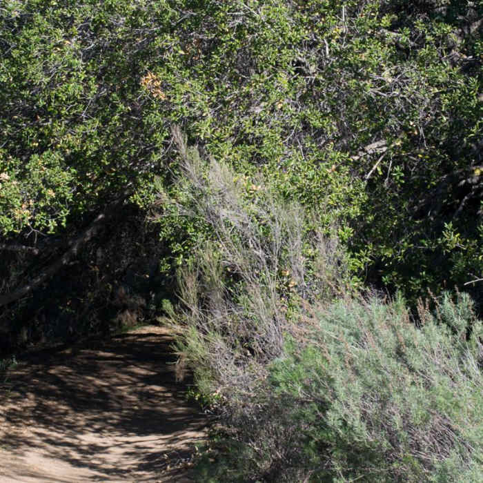 Near Mission Trails Regional Park, Visitor Center Loop