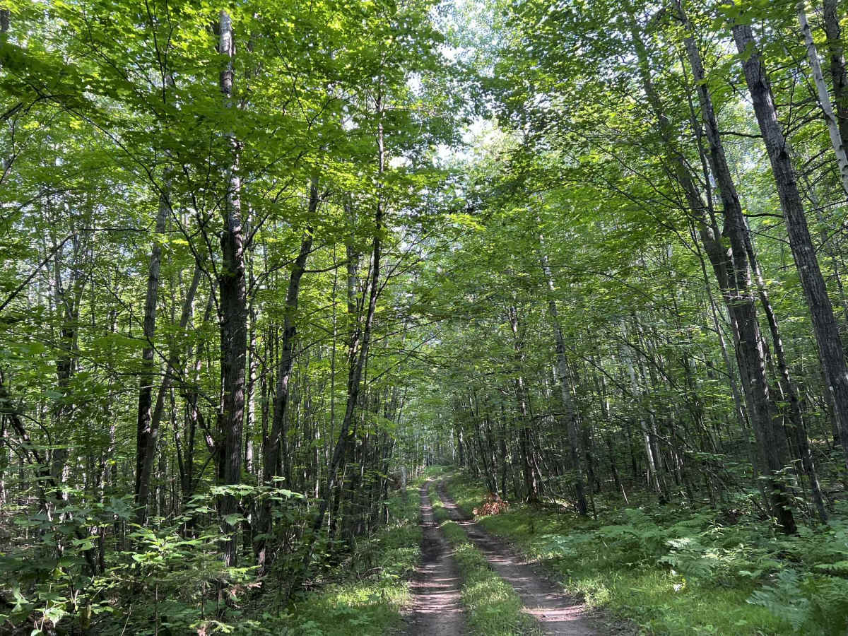 Wolf River Trail Forest County ATV/ SxS Access Trail photo 6