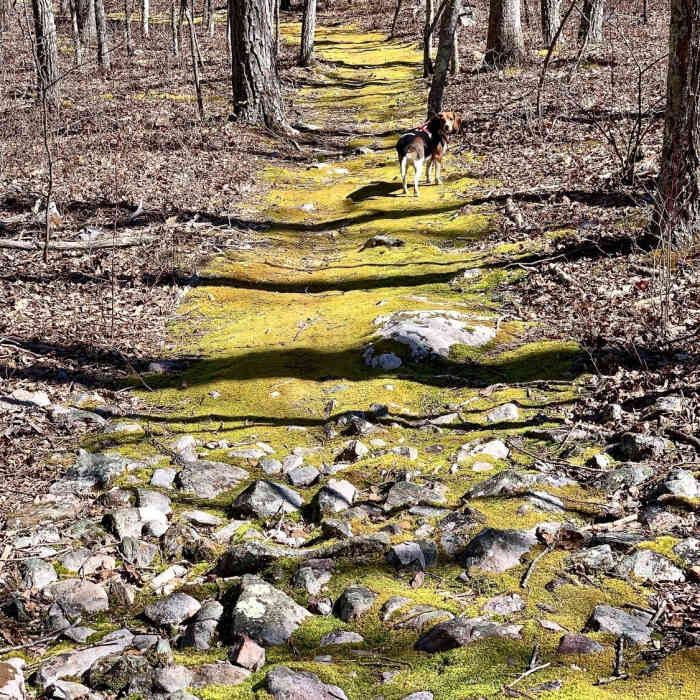 Near Boundary Trail