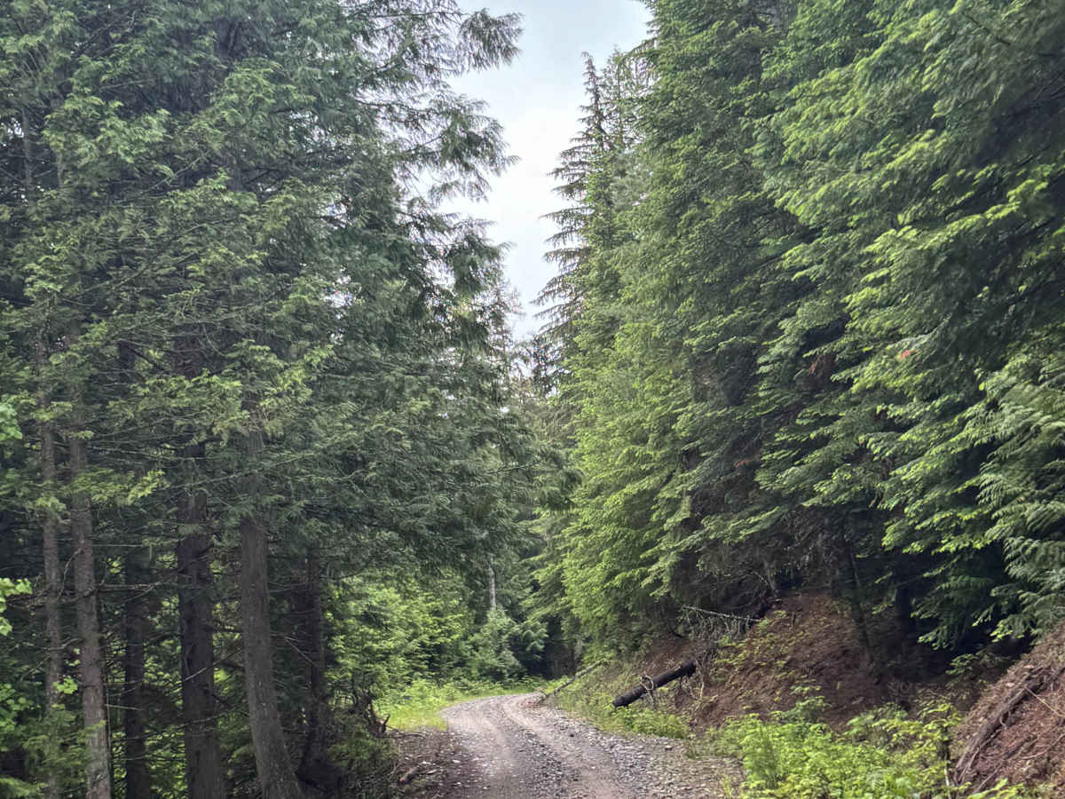 Woodrat Trail - FS 1048 photo 5