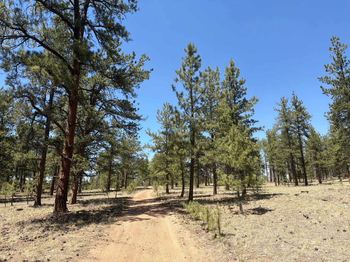Jackpot Road - FSR 243 1C photo 2