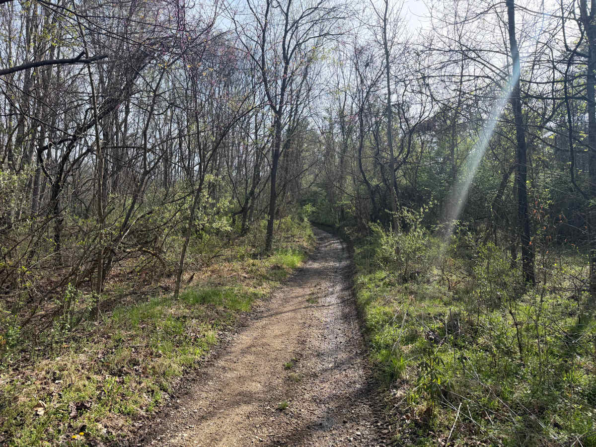 Lyra Trail photo 6