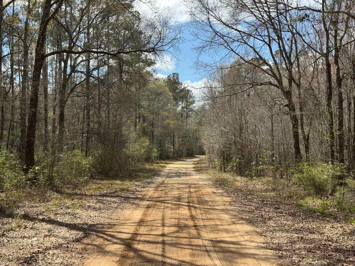 Logging Road photo 2