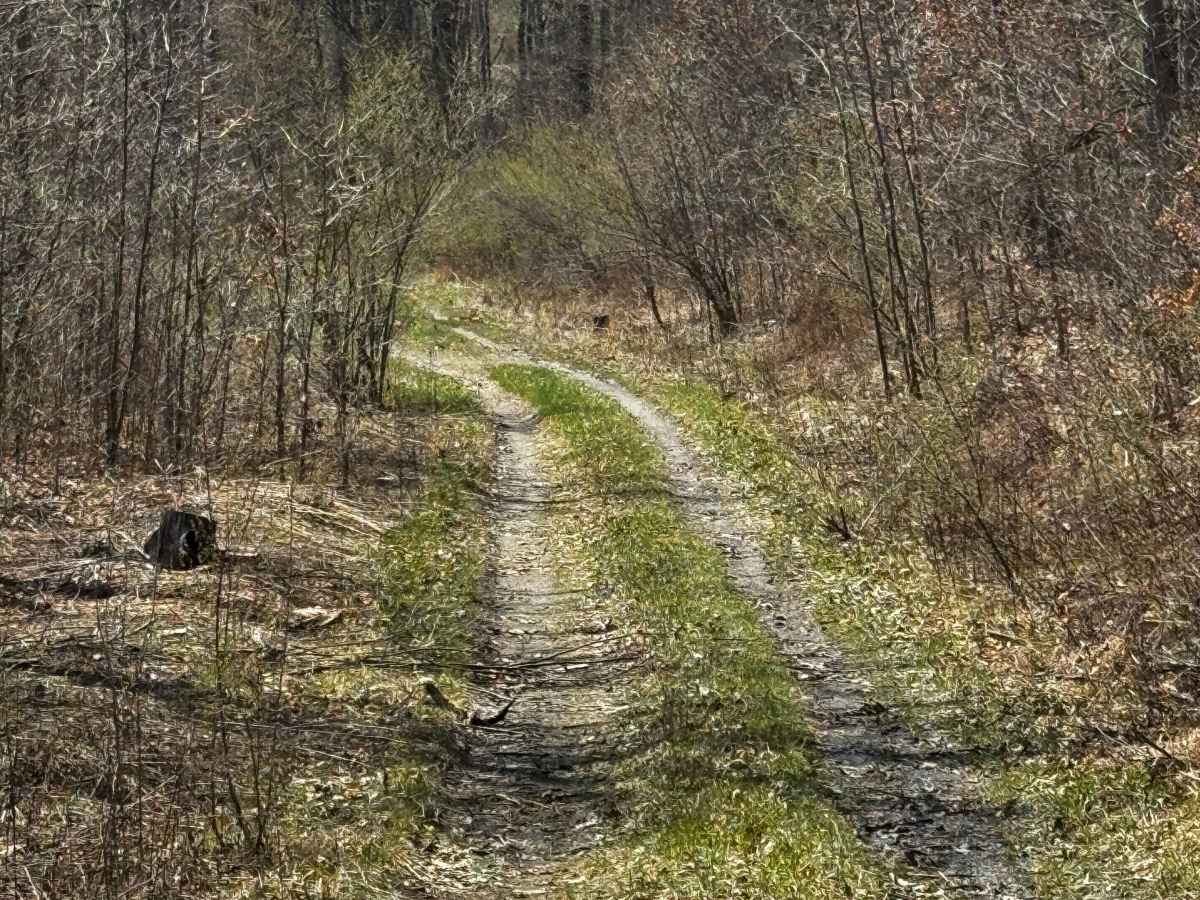 Little Council Run Trail photo 2