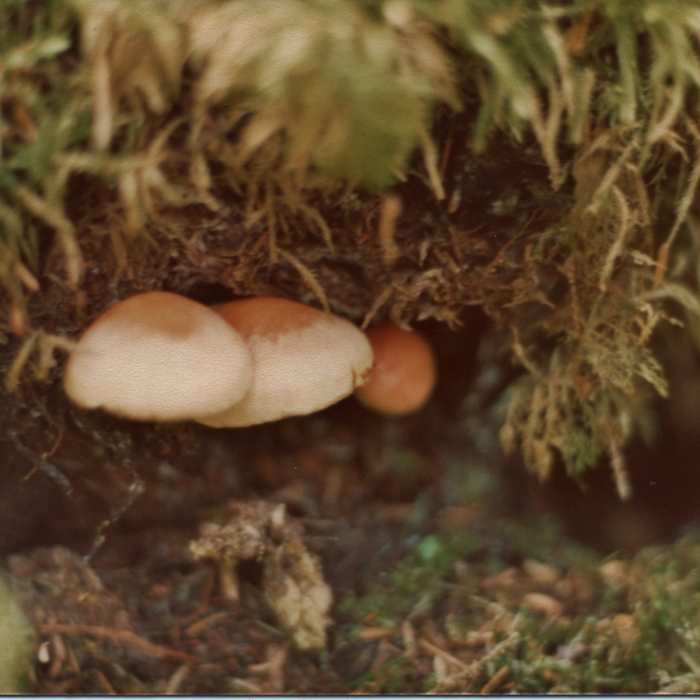 Brown-and-beige mushrooms take shelter in the dark vegetation of late August. Near Bartlett River Trail