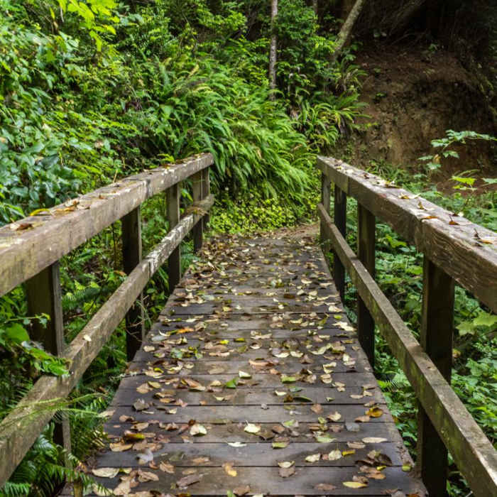 Near South Slough Loop Hike