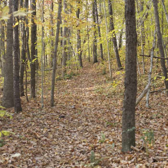 Near Bunkum Cave Loop Trail