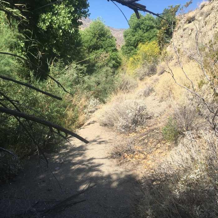 Near Cactus Spring Trail