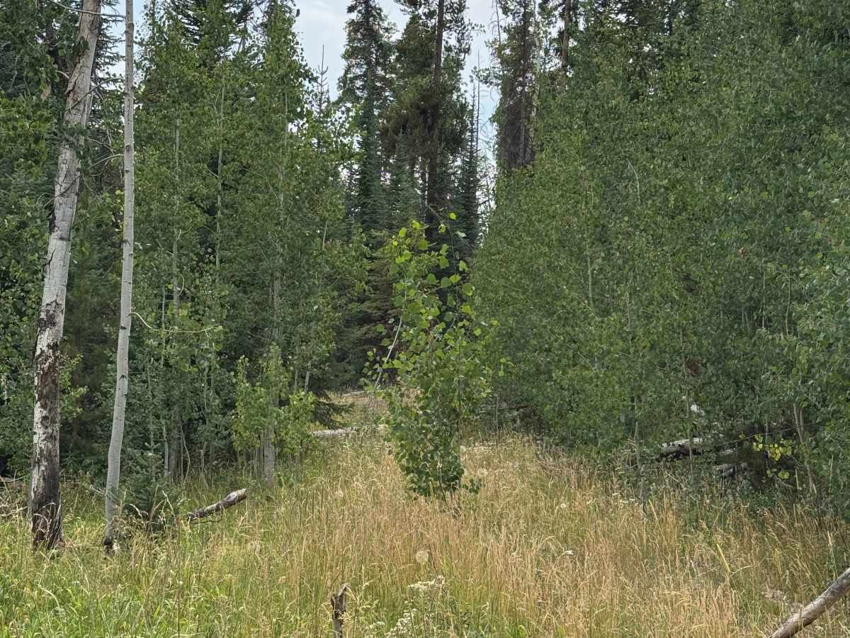 Mill Creek Road - FS 469 photo 6