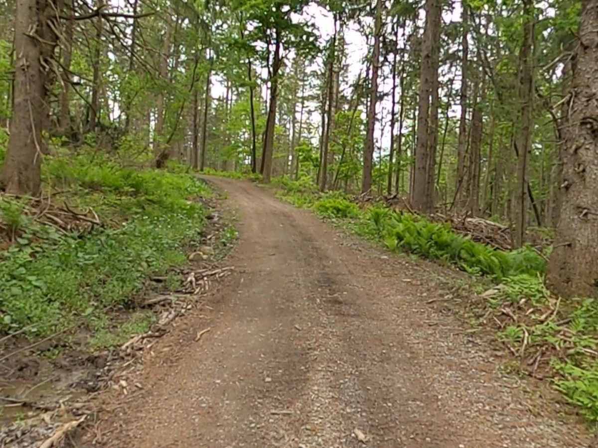 Lewis County Area A - Green Trail photo 3