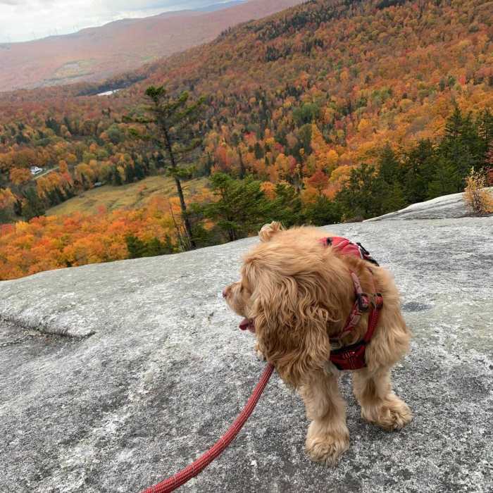 Near Wheeler Mountain