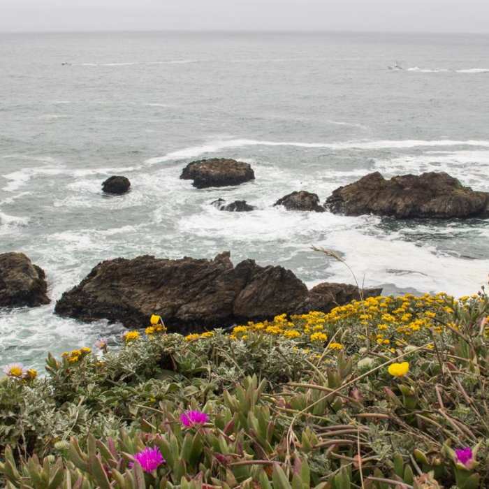 Near Bodega Head Nature Trail