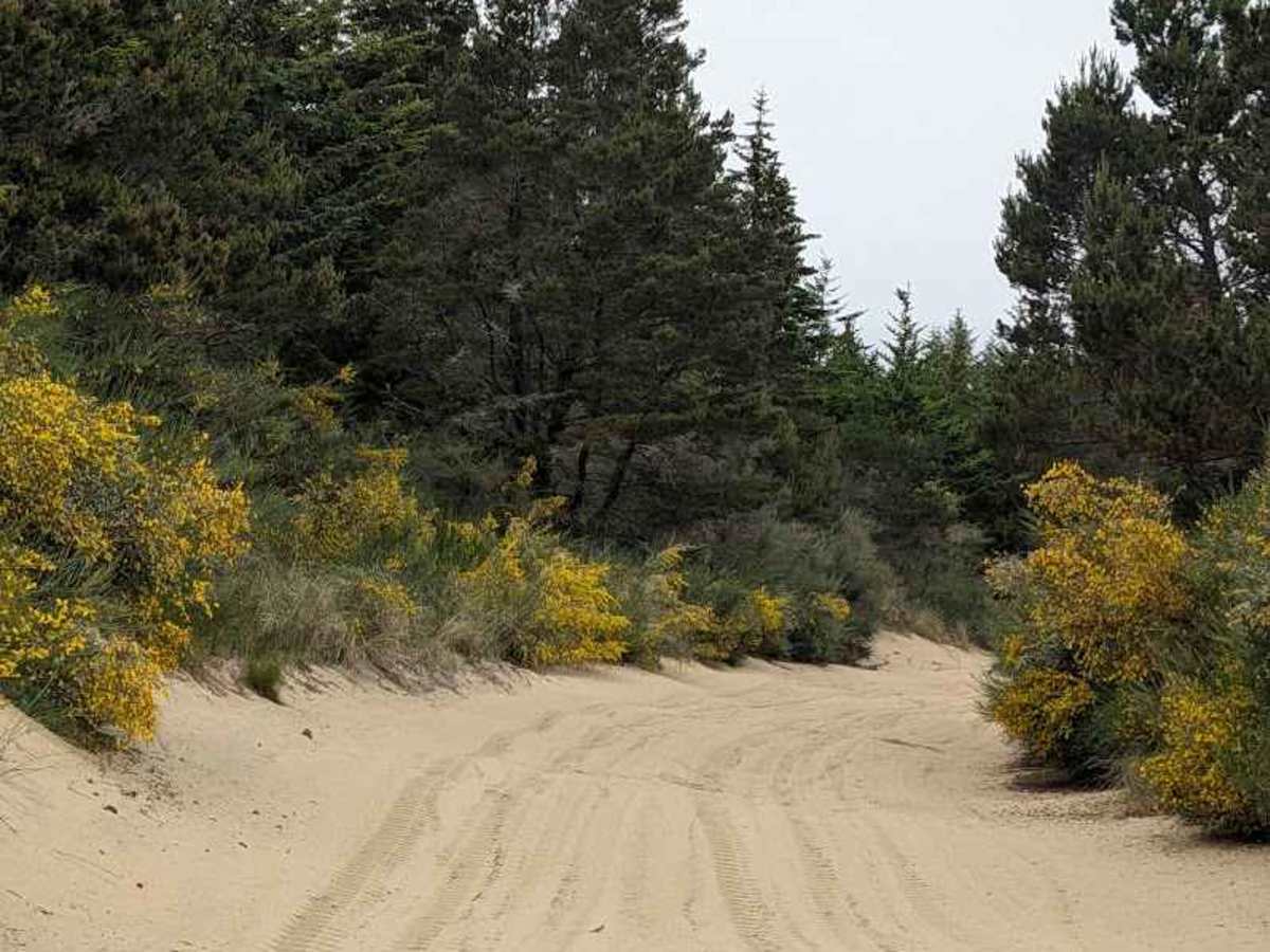 South Jetty Trail A - FS 1344A photo 2