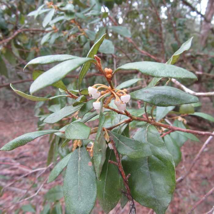 Rusty Lyonia Near O'Leno State Park Out-and-Back