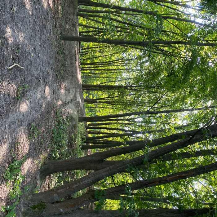 Solomiyanskyi Park Near Stoll Memorial Trail
