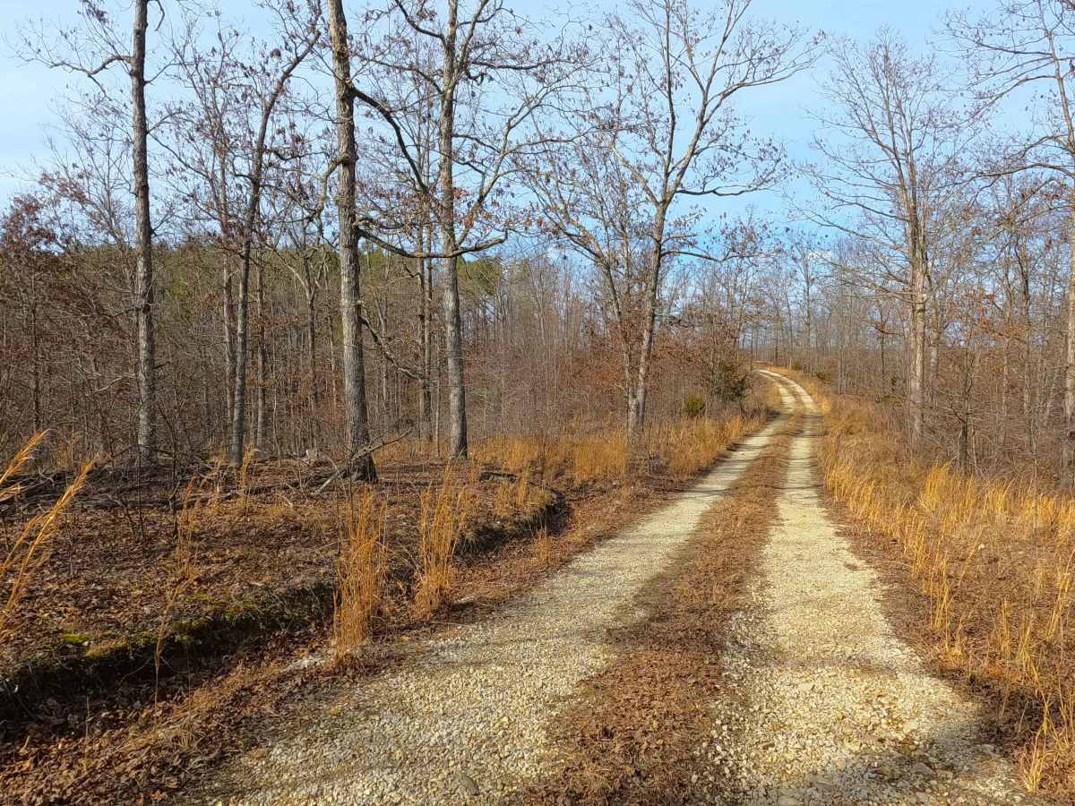 Tick Hollow - FS 423A photo 3