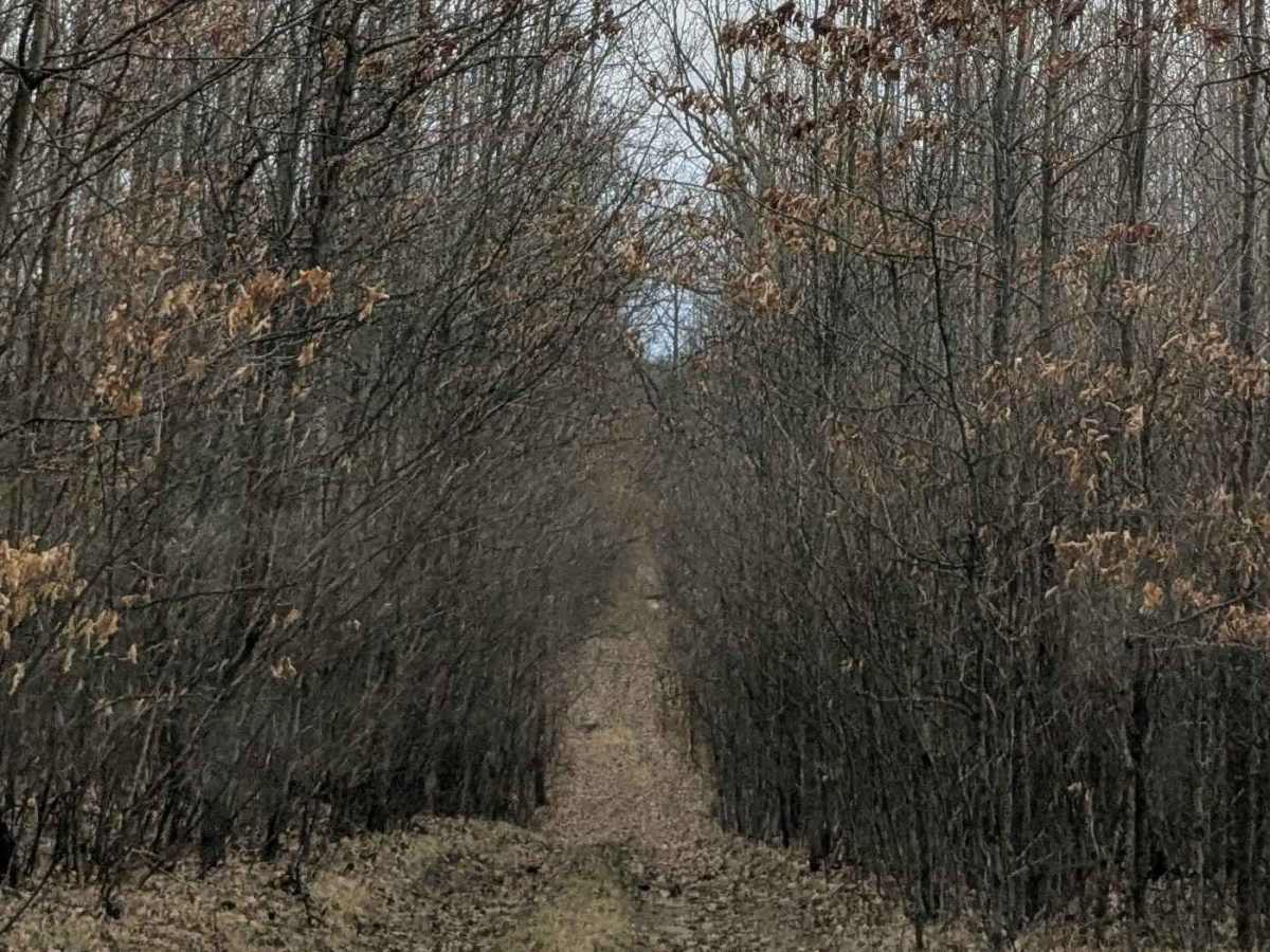 Hilly Trail photo 2