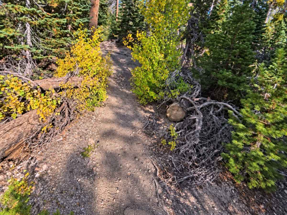 FS 3S109 Singletrack photo 2