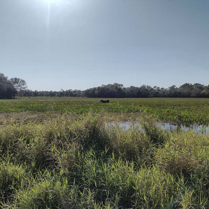 Cow pasture along Blue Trail Bypass. Looking closely, there is a bird on the cow. Near Blue Trail Hike