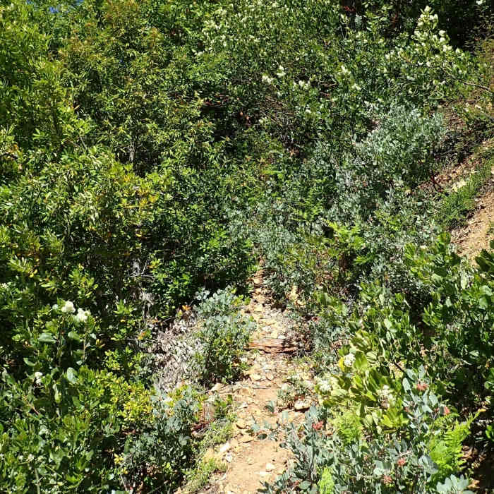 Near Silver Peak - Hobson Horn Trail #1166
