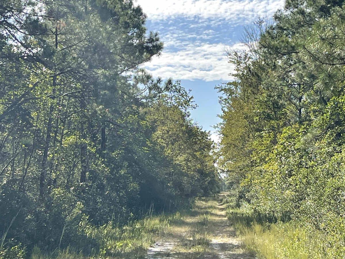 Lenoir Road photo 5