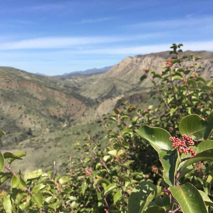 Near Aliso Canyon Loop
