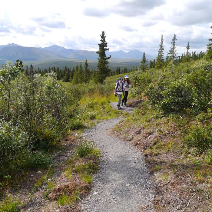Hiking the Taiga Trail. Near Mt. Healy Out and Back