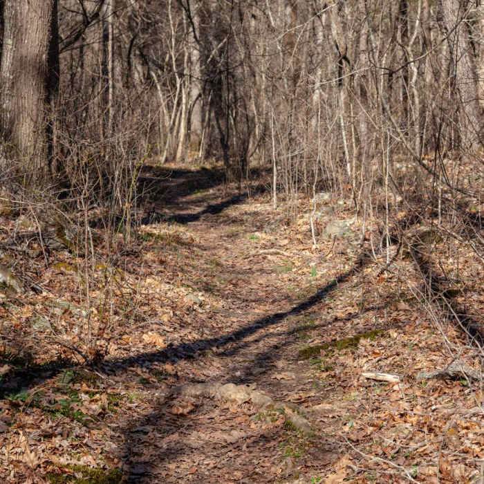 Near Overall Run Falls via Thompson Hollow Near Overall Run Falls via Thompson Hollow