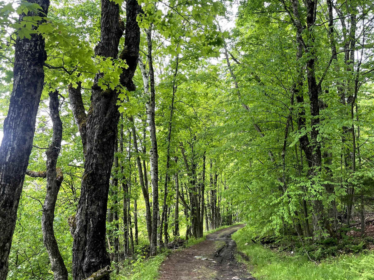 Beaver Meadow Trail - FS 76 photo 3