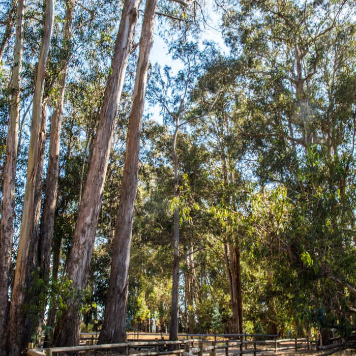 Near Monarch Butterfly Grove + Meadow Creek Trail