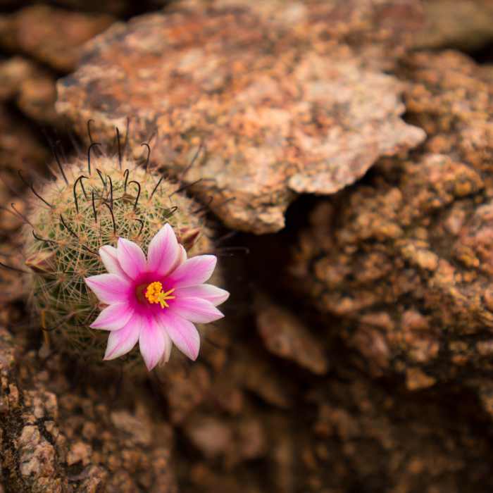 Near Double Butte Loop