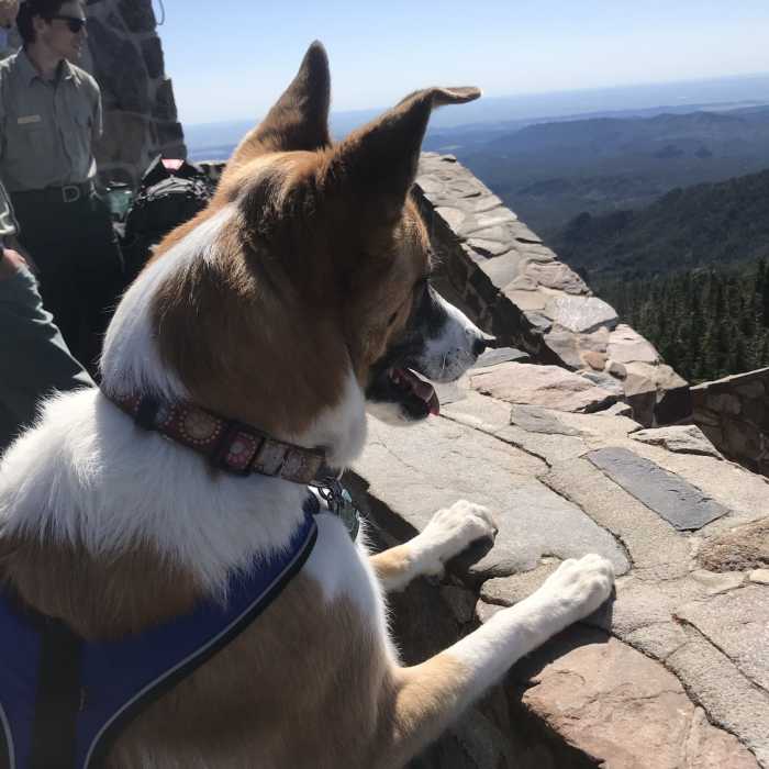View from Black Elk Tower Near Black Elk Peak Loop
