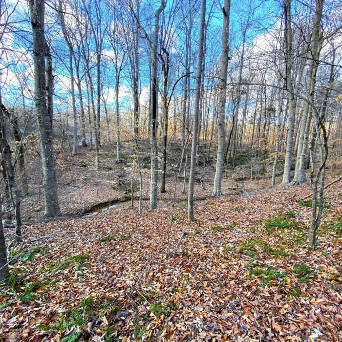 Near Forest Loop