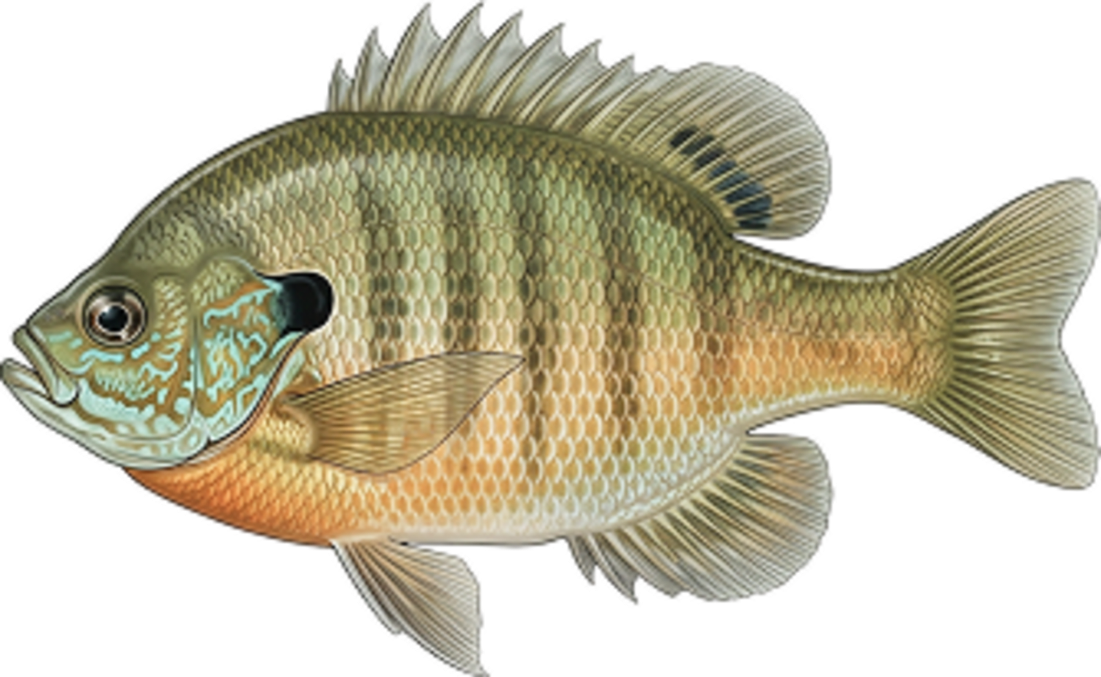 Bluegill
