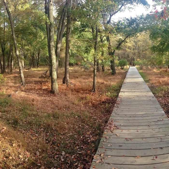 A boardwalk traverses dense hardwood forests on the Green Trail in Cheesequake State Park. Near Steamboat Landing and Crabbing Bridge Loop