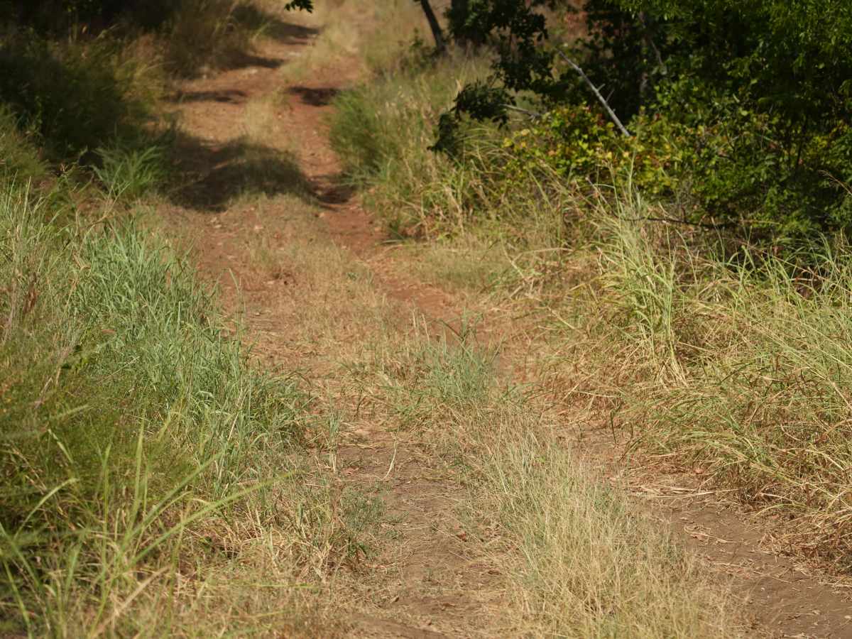 Green 64 photo 2