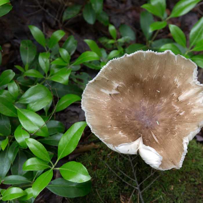 Near Stone Trail and Boundary Trail Loop Near Stone Trail and Boundary Trail Loop