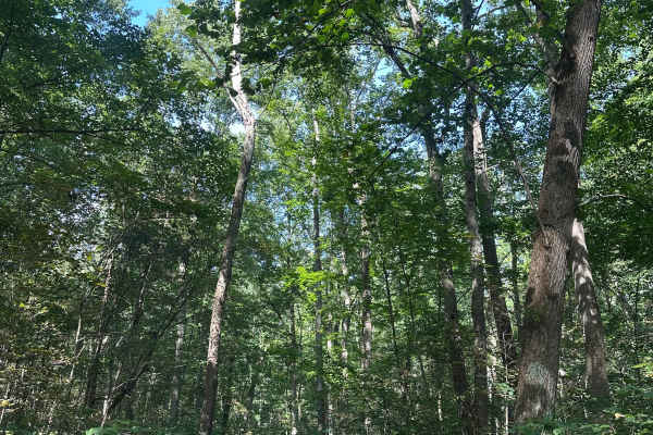 Duncan Hollow