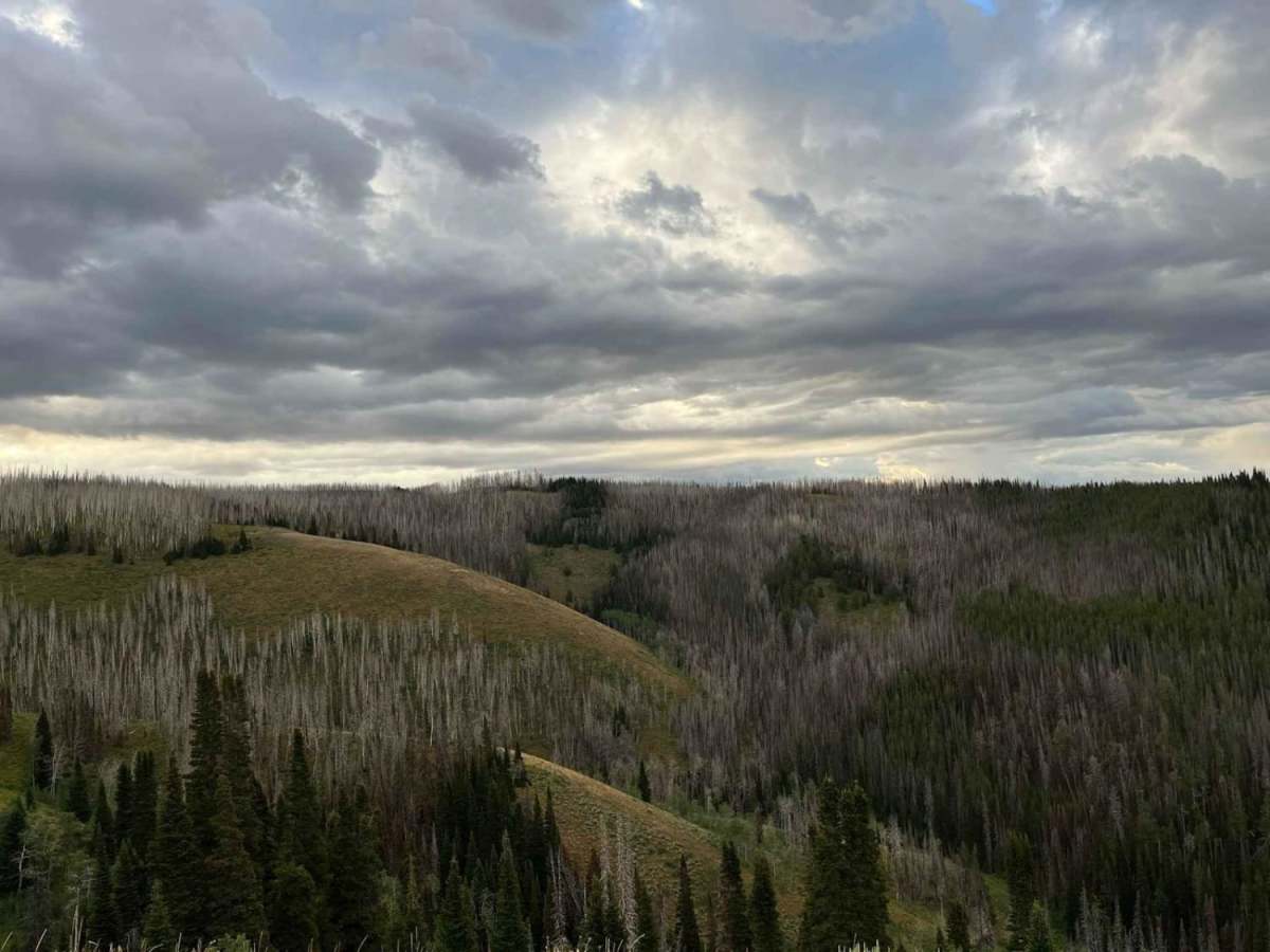 East Fork Ridge trail photo