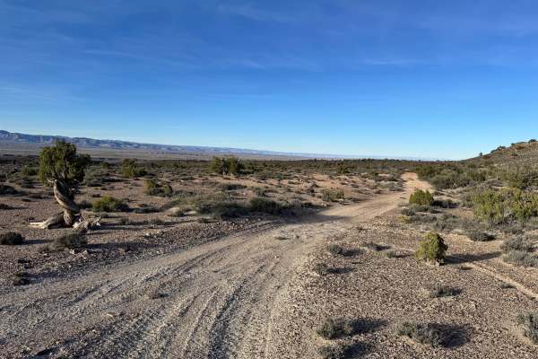 Cactus Rat Hills