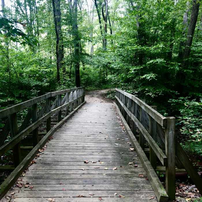 Near Beaver Pond to Basin Overlook Out-and-Back
